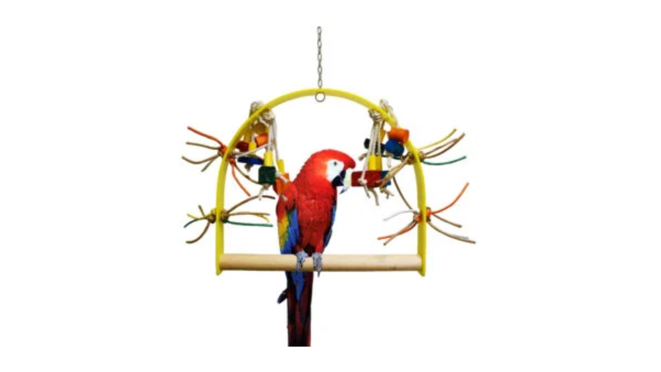 Give Your Bird More Than Just a Cage: The Play Gym Advantage