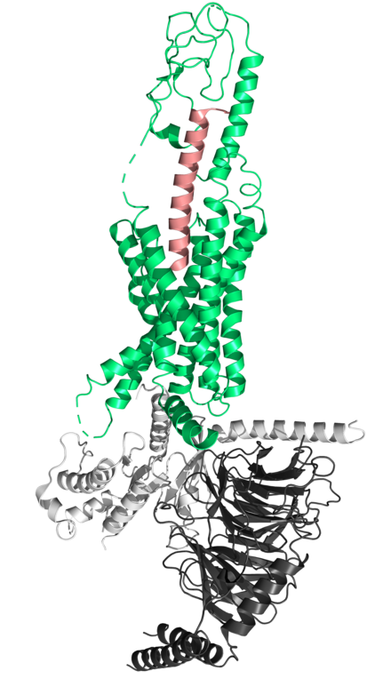 Effective Treatment Options for Type 2 Diabetes - Glucagon Like Peptide 1 Analogs 