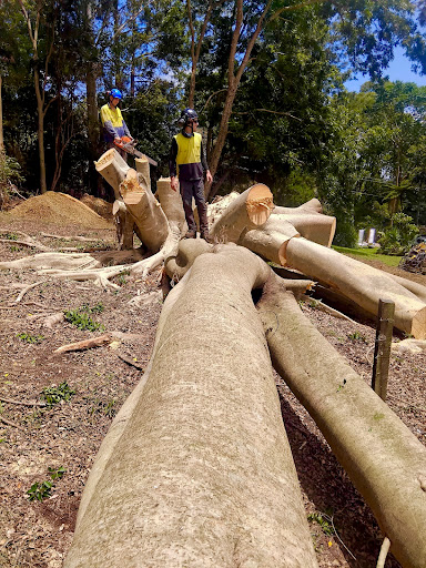 Discover The Reasons to Hire a Certified Arborist