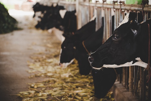Animal Feed Market: Rising Livestock Production, Protein Demand, and Precision Nutrition Driving Global Growth