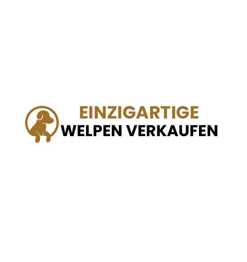 Maltipoo Welpen Kaufen – Ihr Perfekter Familienhund