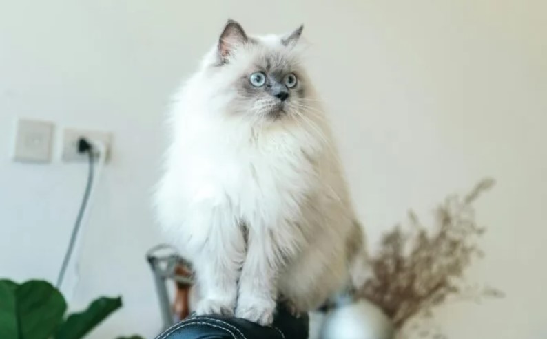 Everything You Need to Know About Persian Cats: Care Tips, Unique Traits, and More