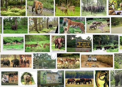 Top 5 Wildlife Sanctuaries In India