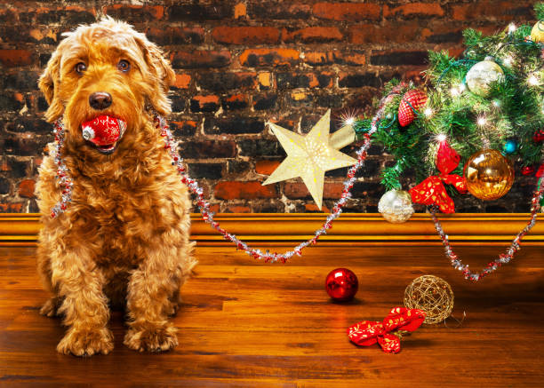 From Gifts to Giggles: The Best Christmas Pranks Ever