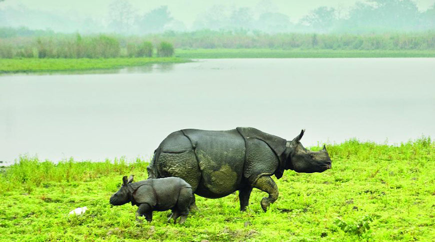 North East tour packages