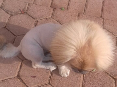 Mobile Dog Grooming Johannesburg Appoints Only Professional Dog Groomers for the Job!