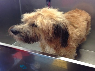 Mobile Grooming Parlour Operates With the Sole Objective to Bring Maximum Convenience for the Pet Owners and Their Pets!