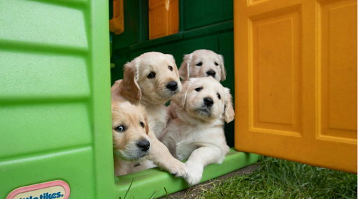 Premium Dog Houses in Noida: Tommy Casa’s Tailored Solutions