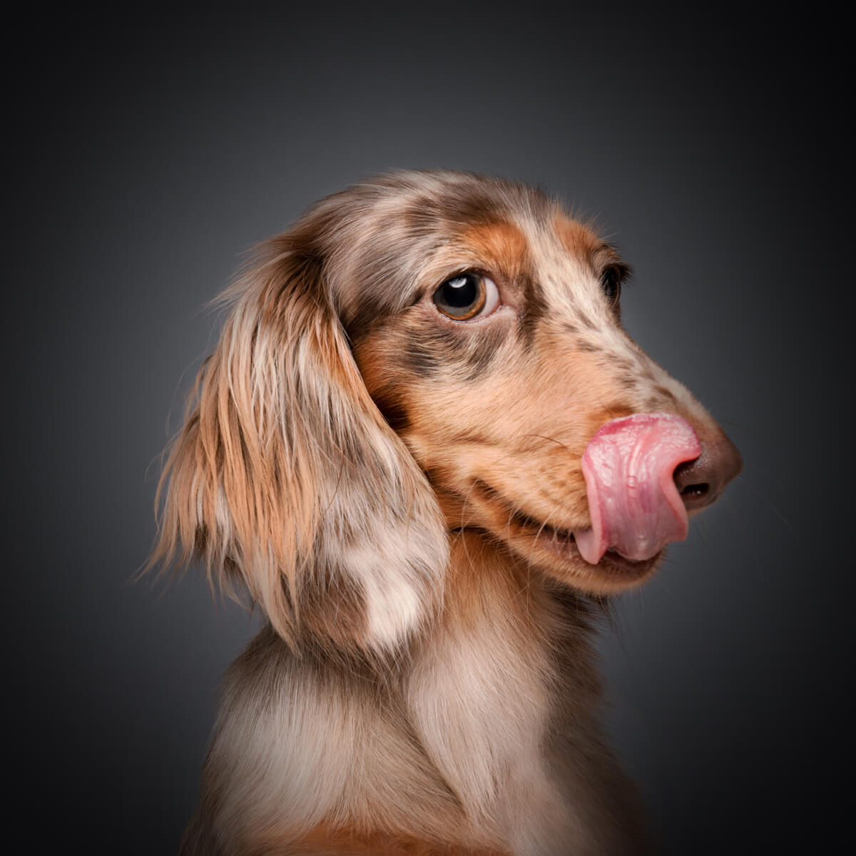 Heartwarming Portraits That Celebrate Your Beloved Pet