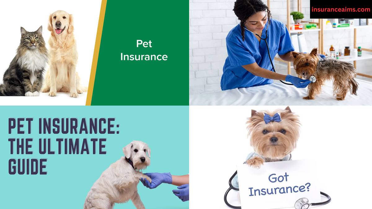 Introduction to Pet Insurance: What is Pet Insurance