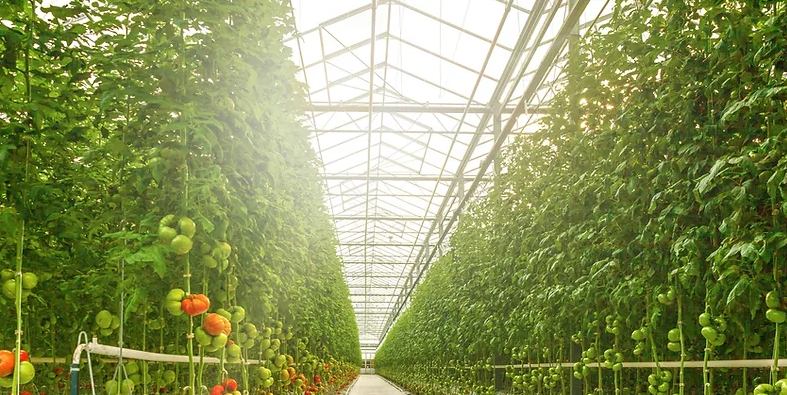 What Are the Best Tomato Varieties for Indoor Growing?