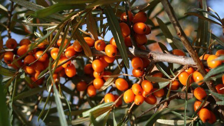 Sea buckthorn berries are a super berry