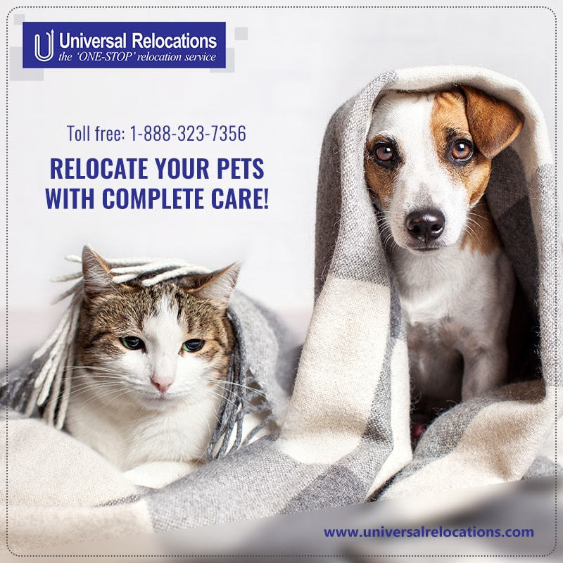 Things To know About Moving Your Pets
