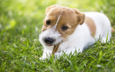 LONG LASTING DOG CHEWS TO KEEP YOUR DOG BUSY
