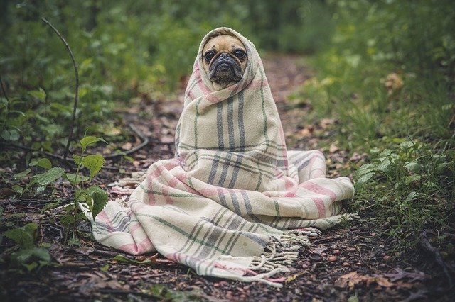 Can Dogs Get Coronavirus COVID-19? - Cats and Dogs Rock