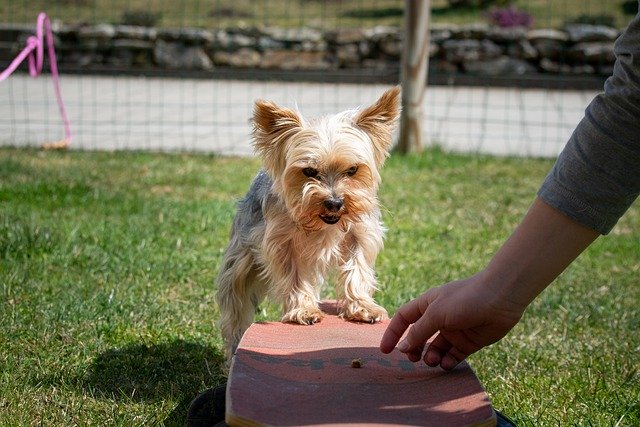 Train Your Dog with Bully sticks - Cats and Dogs Rock