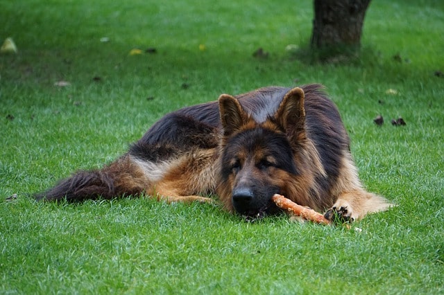 How to safely feed a bully stick to your dog? - Cats and Dogs Rock