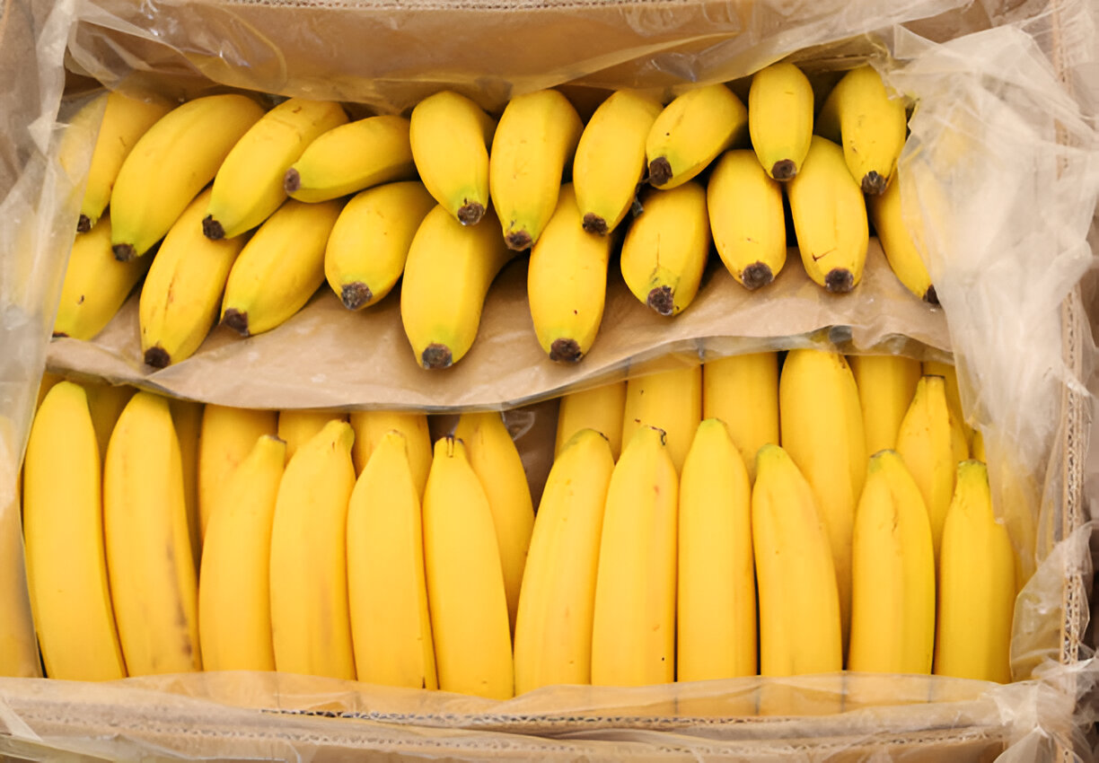 How to Ensure Quality in Bulk Banana Shipments from India
