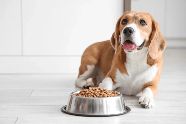 How To Choose All-Natural Dog Treats Based On Your Pet’s Unique Needs? 