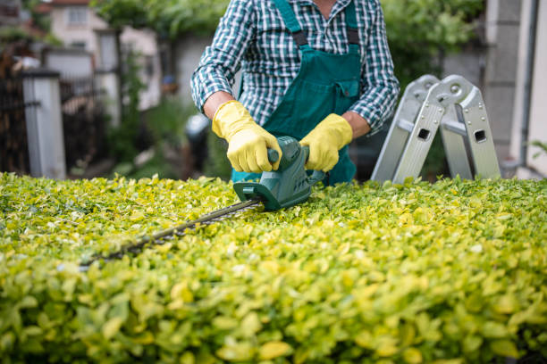 The Role of Hedge Trimming in Sustainable Garden Care 