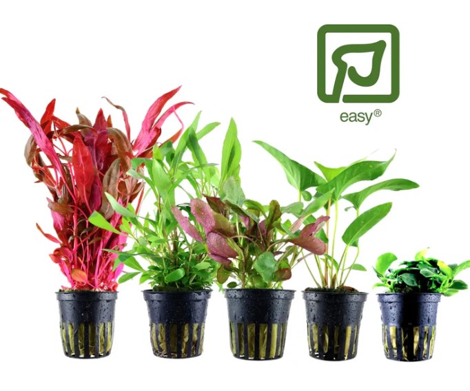 The Beauty of Java Fern in Aquascaping