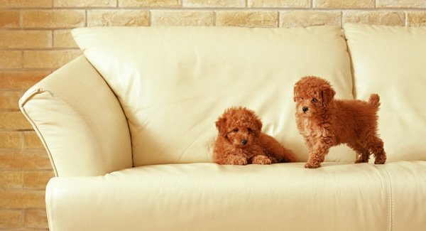 Upholstery cleaning Melbourne