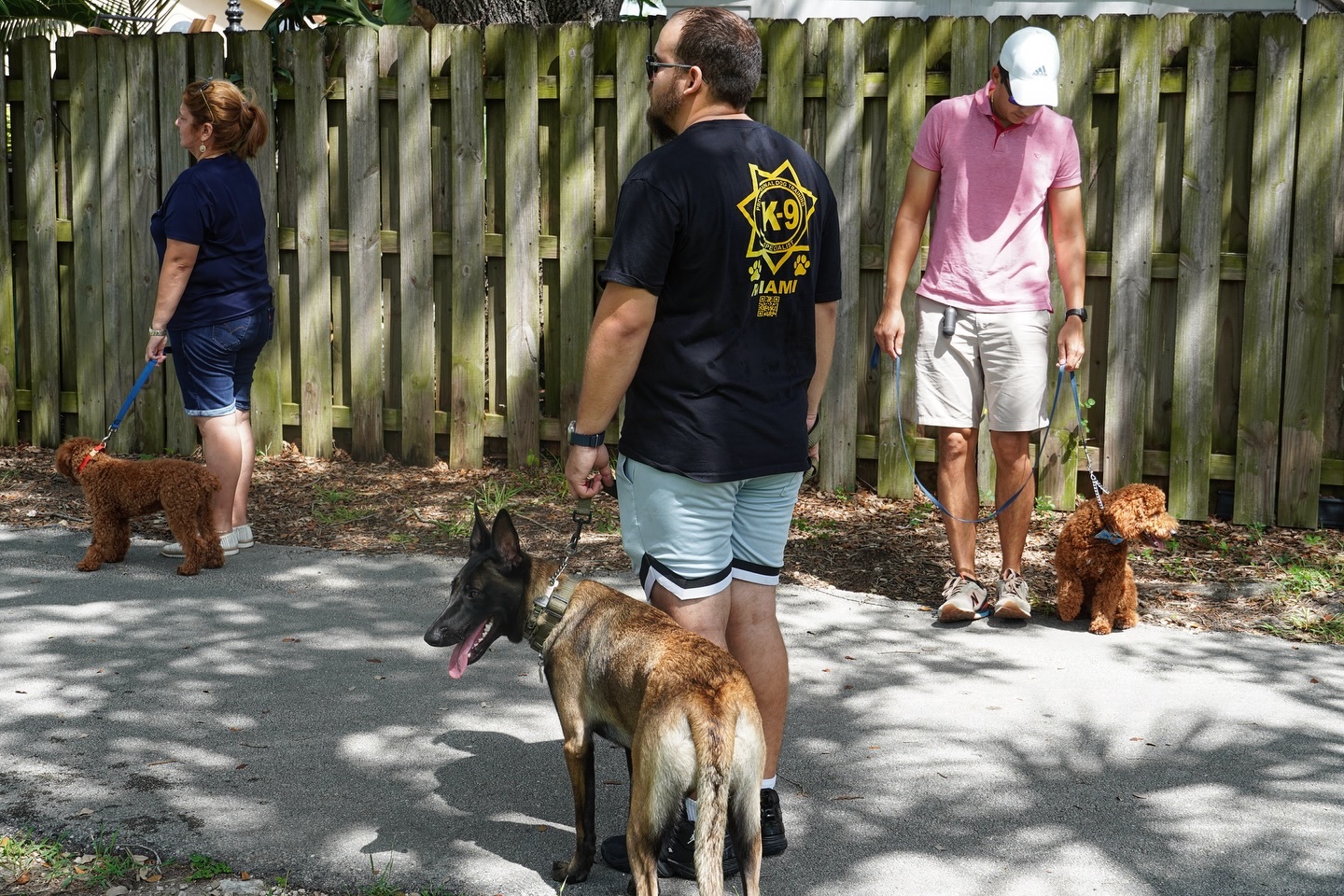 Miami Dog Training: Local Insights for Faster Results