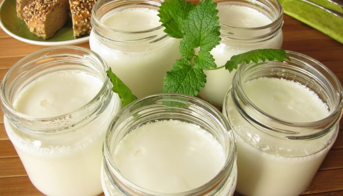 Buy live Organic Kefir Grains Starter in india