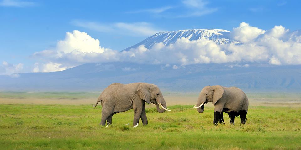 Create Unforgettable Memories with African Safari Vacation Packages
