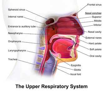 Nasal Cavity and Paranasal Sinus Cancer Treatment in India