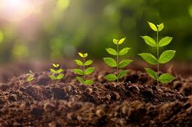 Importance of Crop Protection Products in India