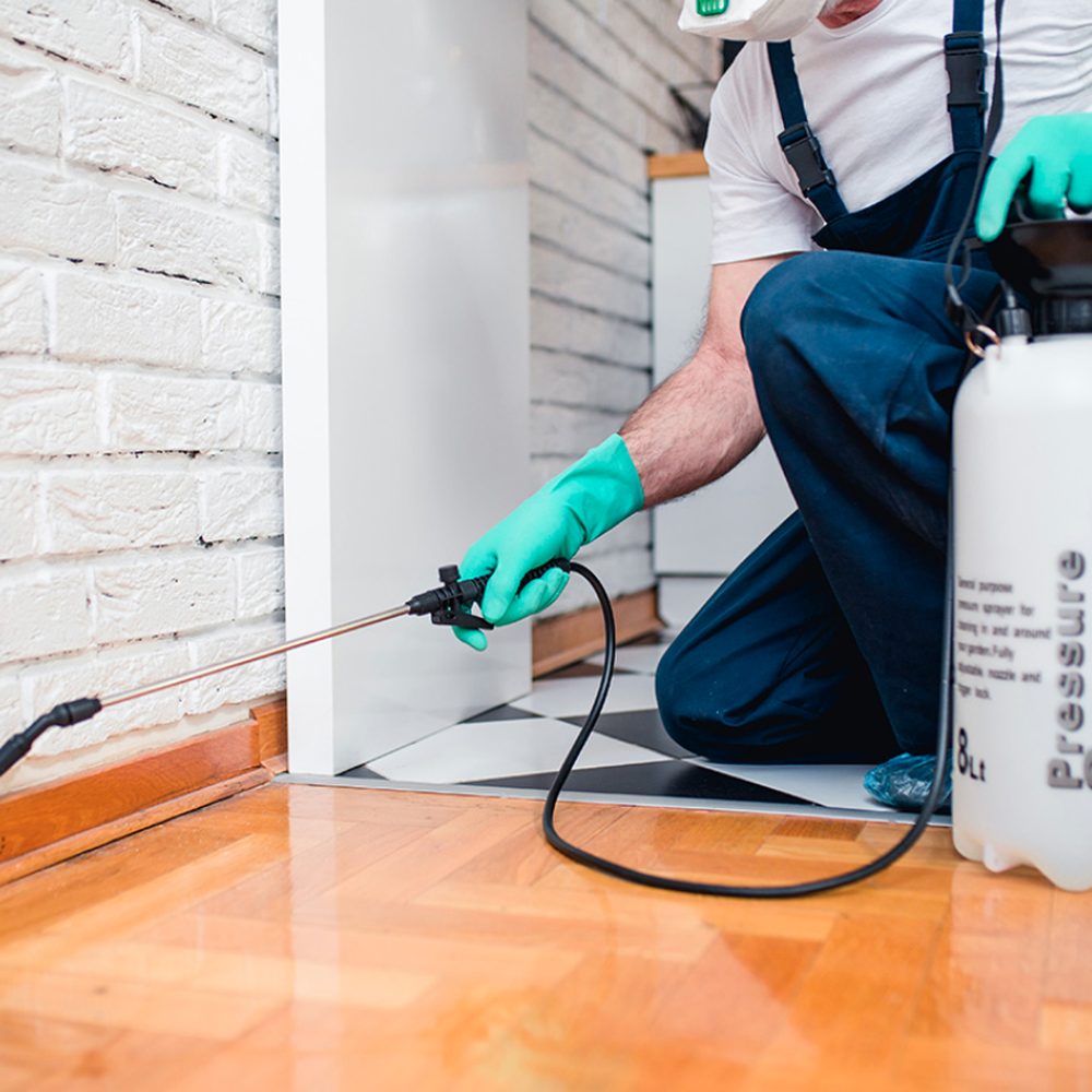 Cockroach Extermination Services Parma Oh