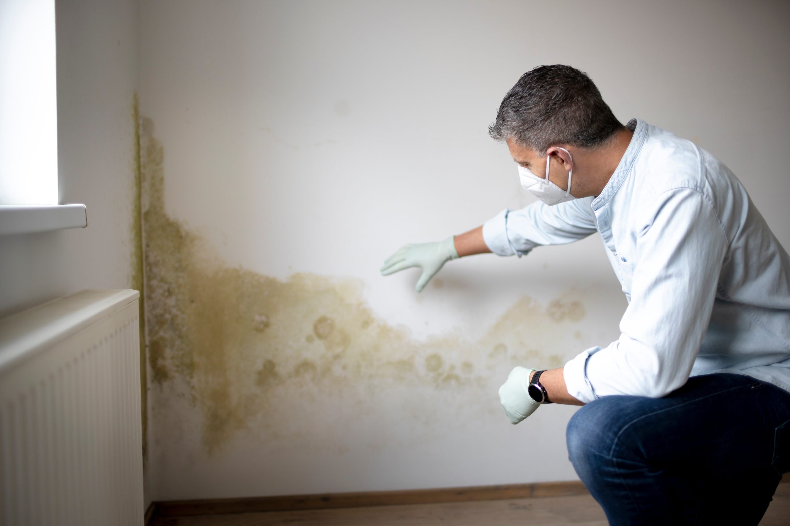 Mold Inspection Menlo Park