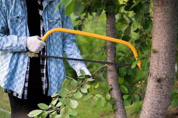 How Tree Disease Experts Save Your Landscape from Deadly Infections