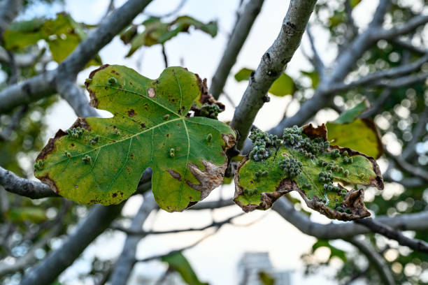 Common Fig Tree Pests in Australia and How to Identify Them