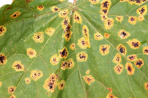 Mulberry Tree Yellowing Leaves: What It Means and What to Do