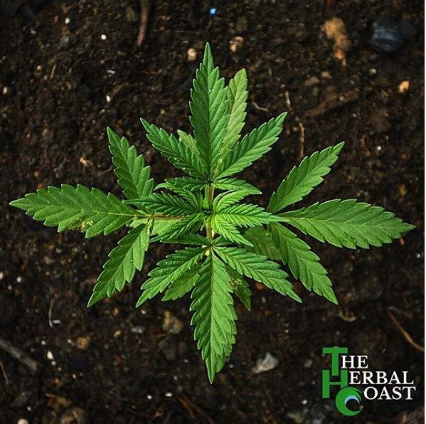 Marijuana edibles Canada