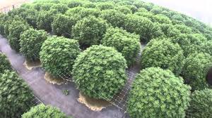 how to open a dispensary