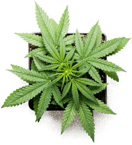 Recreational online dispensary Canada