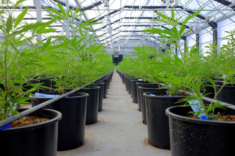 cannabis extraction businessplan Canada