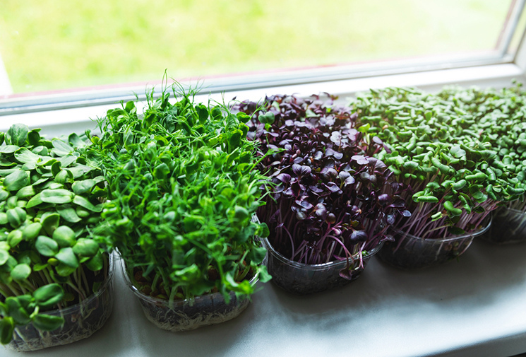 Microgreens Market to Accelerate owing to Increasing Health Conscious Population 