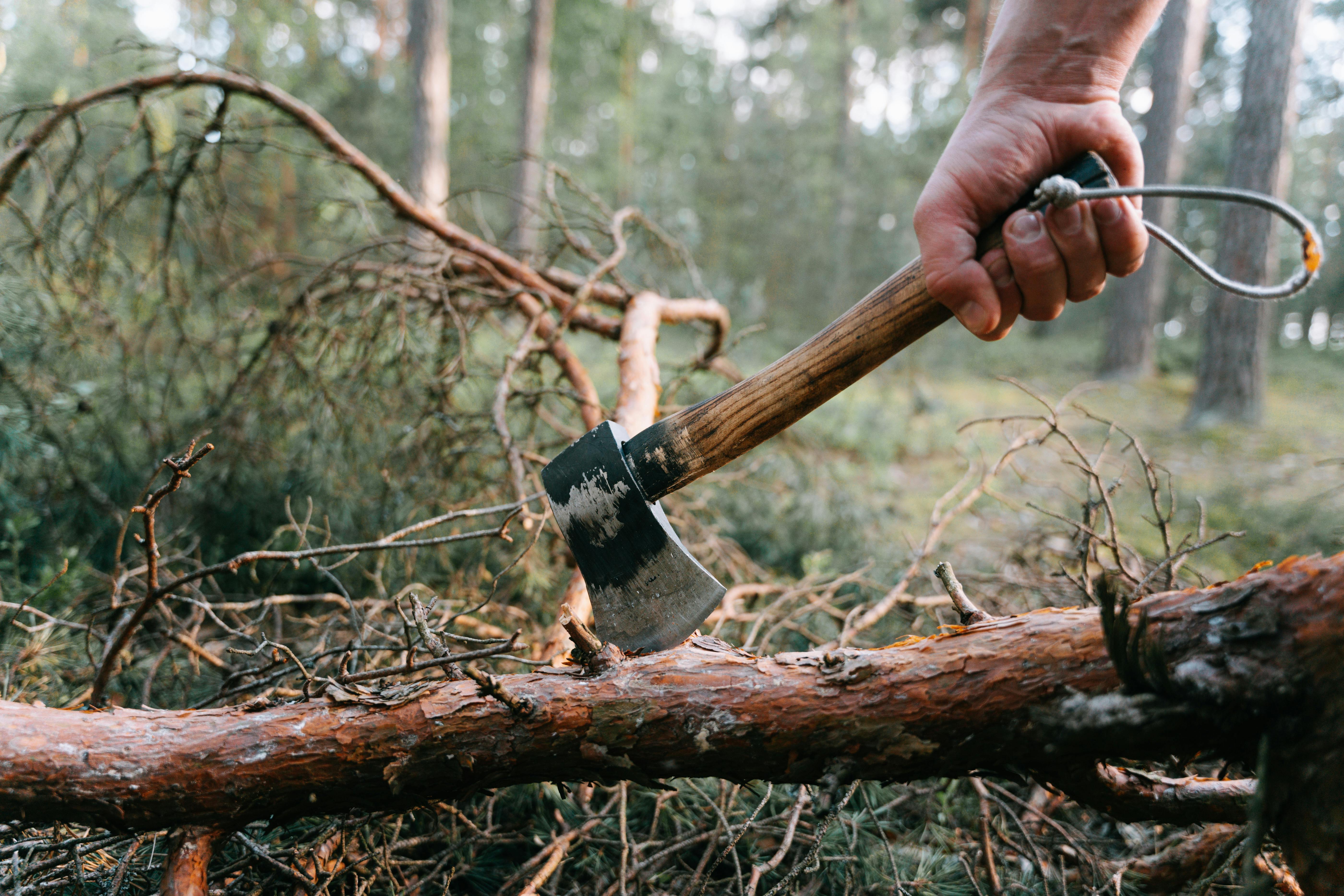 What Makes Residential Tree Pruning Essential for Your Trees?