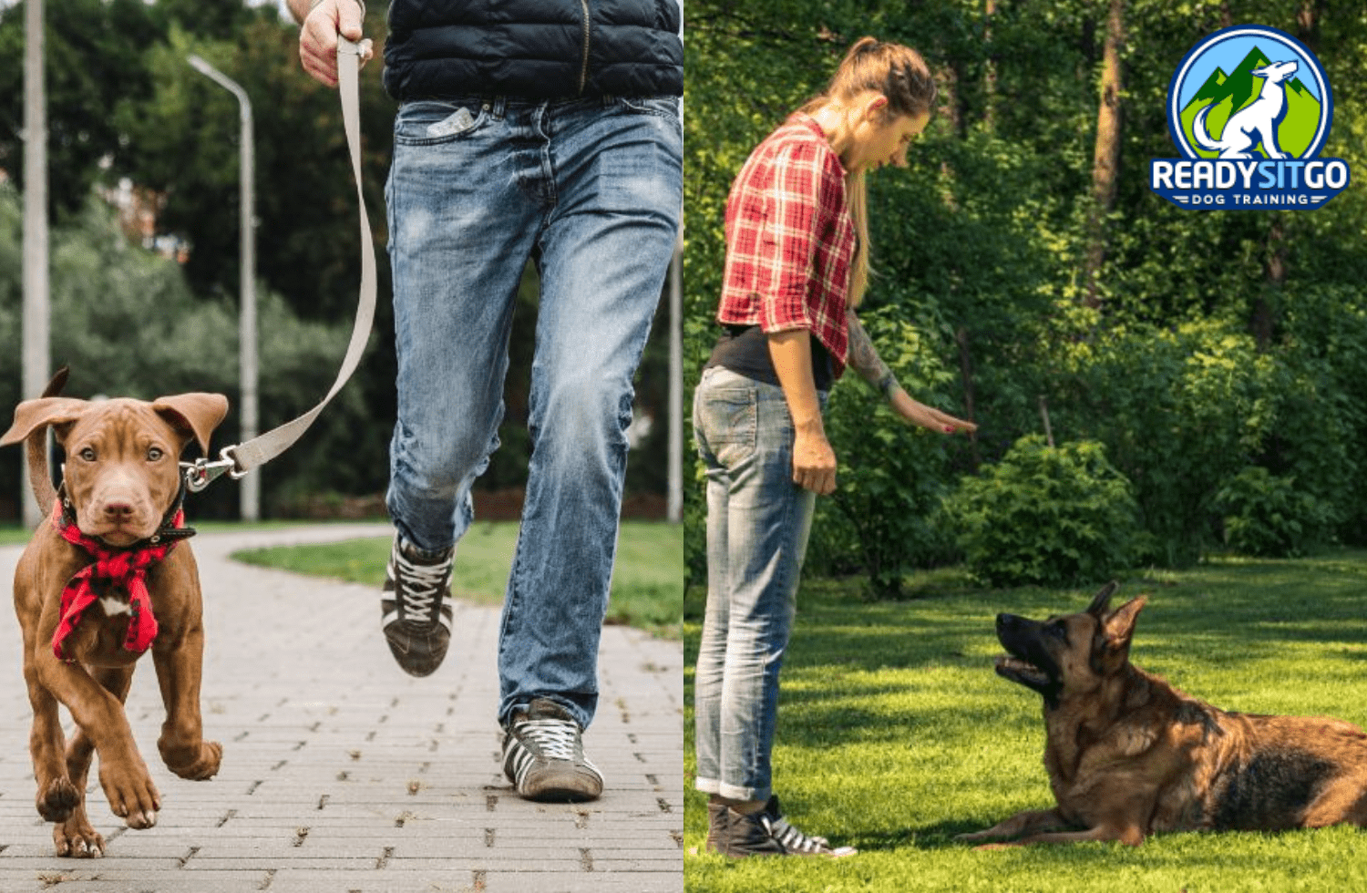 How Can Professional Dog Training Help Your Dog in Denver, CO