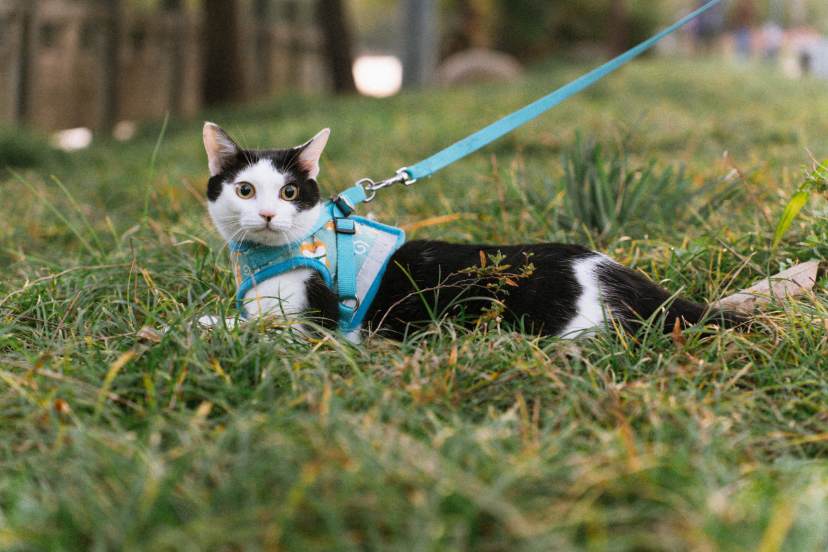 5 Reasons Your Dog or Cat Needs Wheatgrass in Their Diet