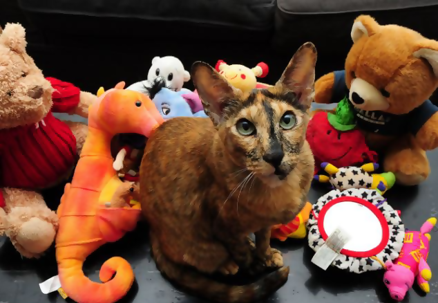 Buy Cat Toys Online UK