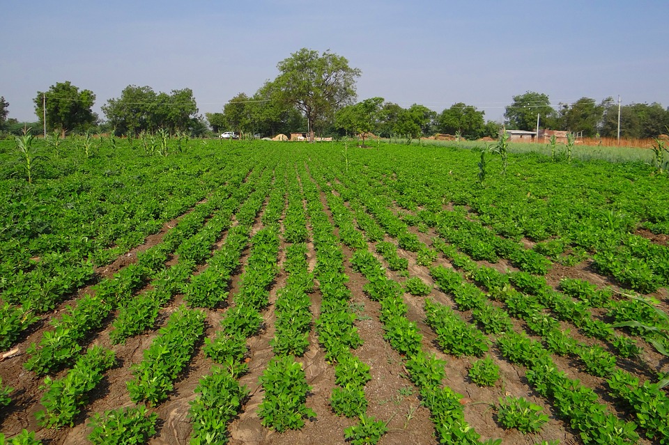 Global Crop Production Market Report 2020-2030 | Covid 19 Impact And Recovery