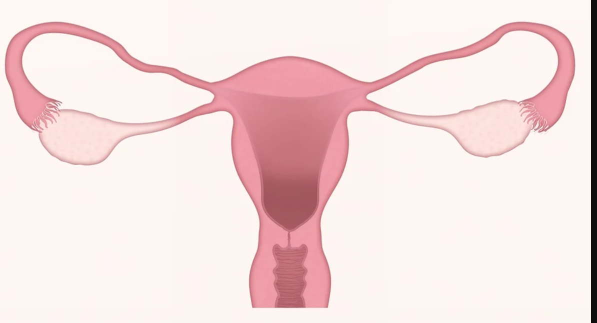 Gynecology Medical Lasers Market Size, Growth, Trends and Research Analysis by TBRC
