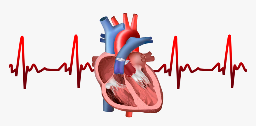 Cardiovascular Medical Lasers Market Forecast to 2030 | Growth and Trends