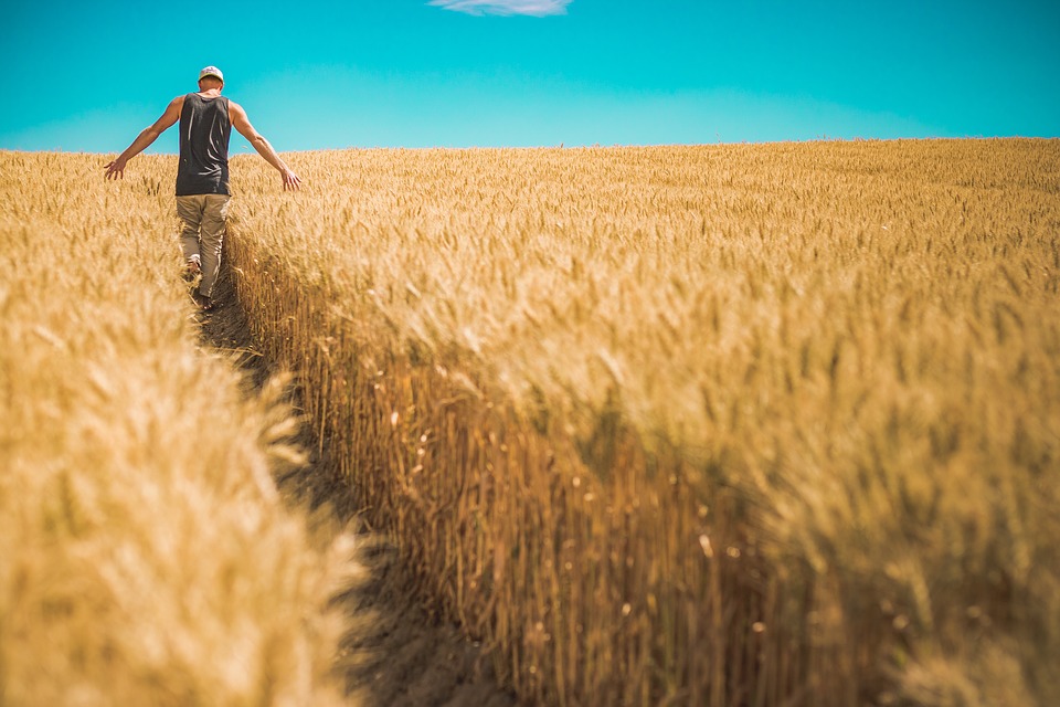 Global General Crop Farming Market Overview And Top Key Players by 2030