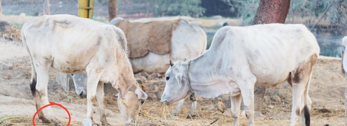 Recognizing Early Signs of Lameness in Cattle